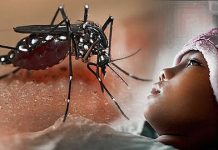 Tercacat Ada 333 Kasus DBD Per 15 Januari 2024 di Sultra, Kota Kendari Terbanyak