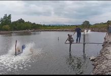 Tambak Udang Milik Pemdes Bonea Siap Panen, Target Hasilkan 2 Ton