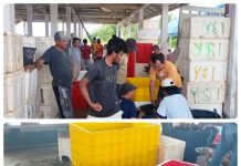 Sukses Panen Perdana, Pemdes Bonea Hasilkan 2 Ton Udang Vaname