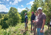 Bupati Butur Bakal Programkan Jalan Tani di Perkebunan Cengkeh