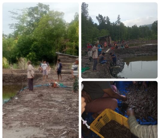 Potensi Perikanan Desa Lanobake, Masyarakat Antusias Ikuti Panen Perdana Udang Vaname